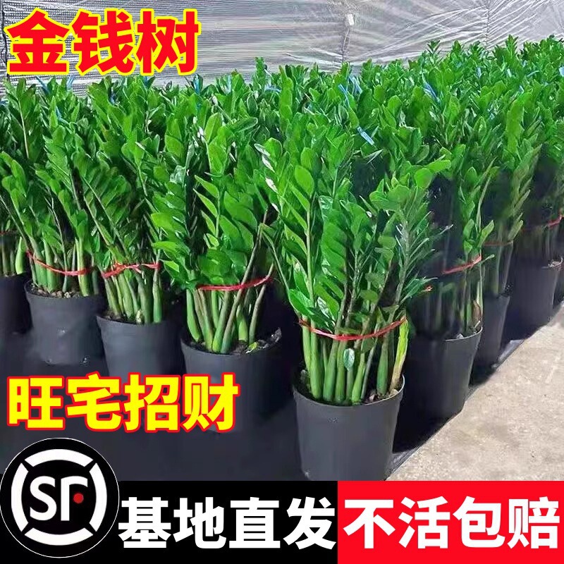 Money tree potted plant, indoor living room large green plant, easy-to-care-for flower, office lucky money tree, money string plant Money tree potted plant, indoor living room large green plant, easy-to-care-for flower, office lucky money tree, money string plant