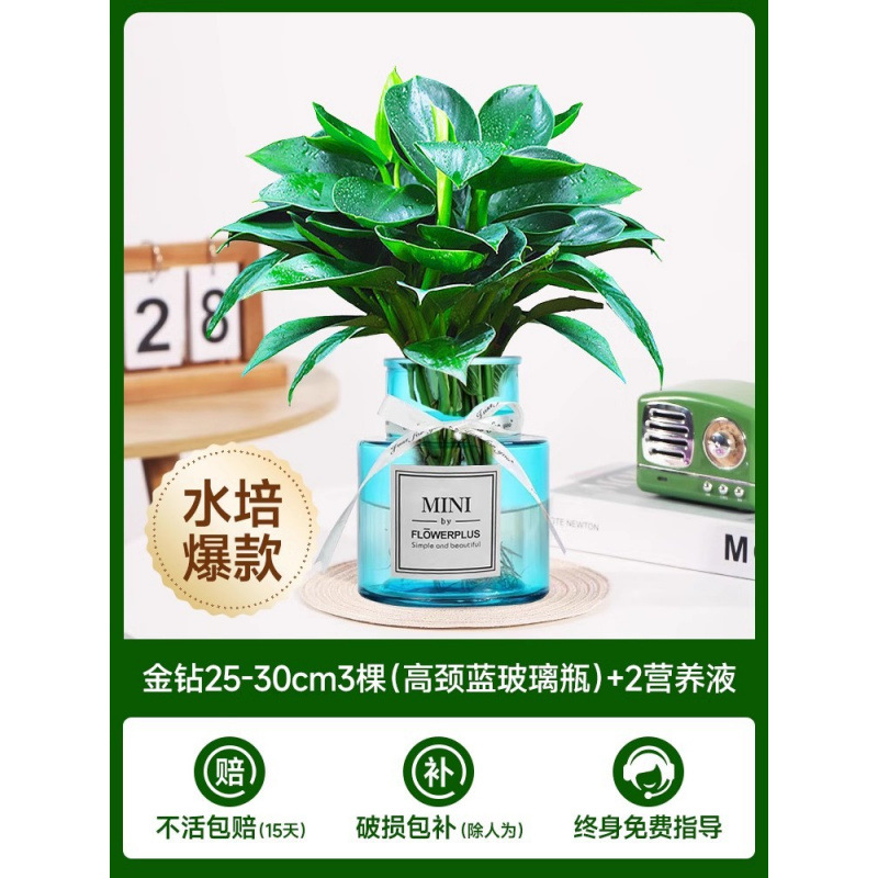 골든 다이아몬드 3개(하이넥 블루 유리병 + 크리스탈 머드 + 영양액 2개 [수경재배 핫모델])