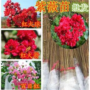 ��ޱ����ͥԺ�����t�����ޱ������ռt��ޱ����G��������ޱ����