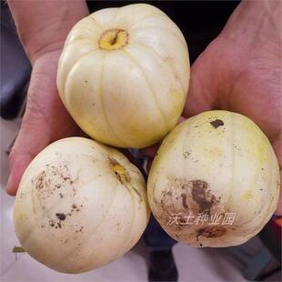 ������ϷN�Ӗ|���S������ϷN������S�ױ�Ƥˮ���N���߲˹��ѷN