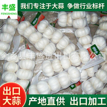 大蒜garlic出口加工普白大蒜大量供应 红蒜 保鲜大蒜  纯白大蒜