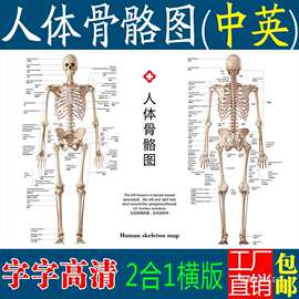 标准人体骨骼图大挂图片全身高清人体骨骼结构图解剖全身海报挂画
