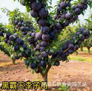 ������̖�������Ә�����Ʒ�N���S���ڼ޽�����Դ���ϱ�������