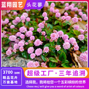 Source Manufacturer Potted Polygonum Flower Seeds Polygonum Flower Seeds Grass Stone Pepper Seeds Easy to Grow Courtyard Flowers in All Seasons