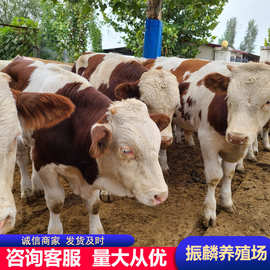 育肥牛牛犊 黄牛养殖场 西门塔尔牛纯种价格山东牛羊养殖场