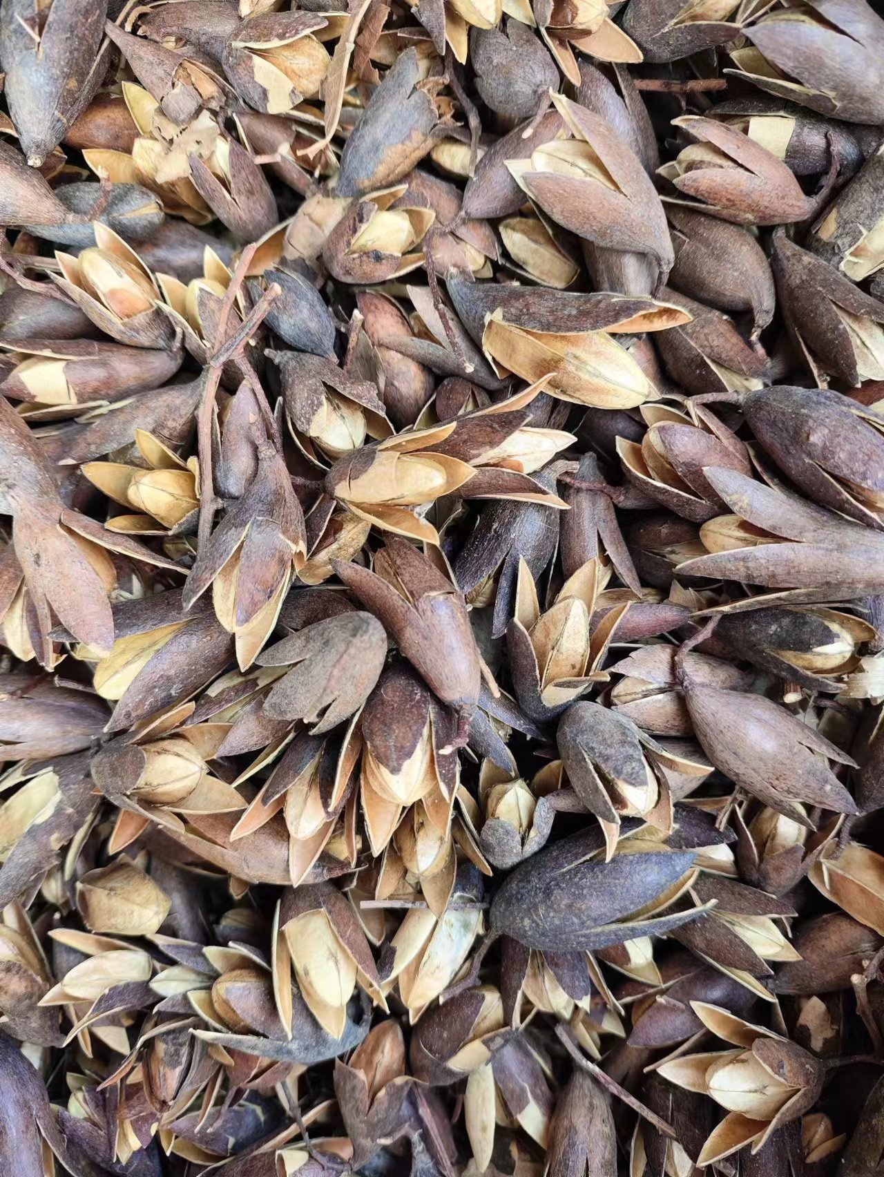 Xiang Chun Zi (Toona sinensis Seeds) — Dried Food Herb, 500g key features