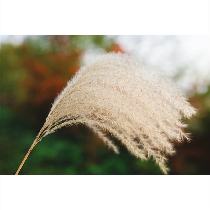 simulation reed Dried flowers Bouquet of flowers Showcase decorate Decoration Whisk Ear of Wheat Dried flowers Wedding celebration prop Manufactor wholesale