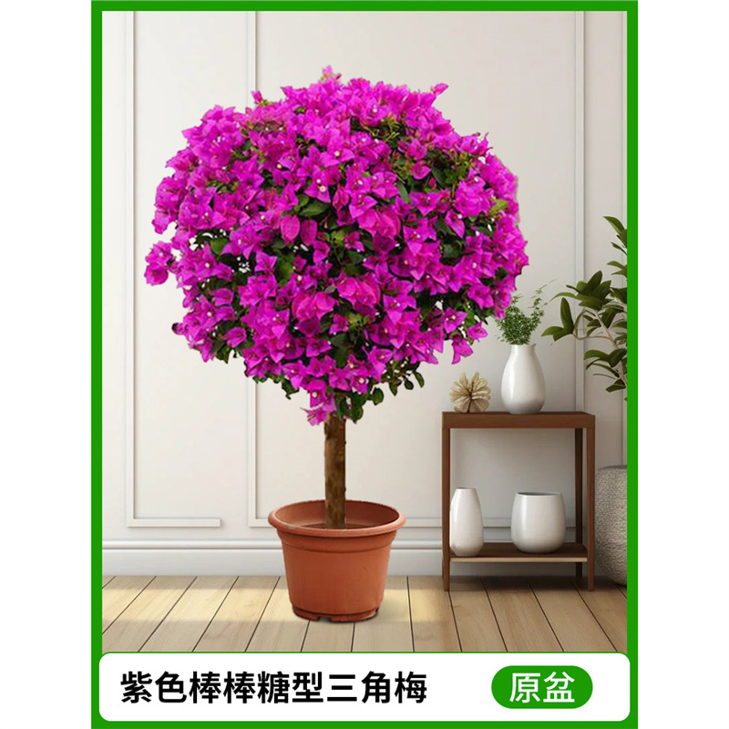 [모양] 보라색 막대사탕형 부겐빌레아(오리지널 화분)