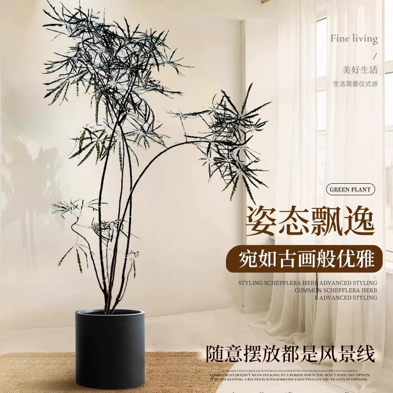 Павлин дерево зеленая посадка комнатная гостиная большие растения офисный напоенный большой горшок