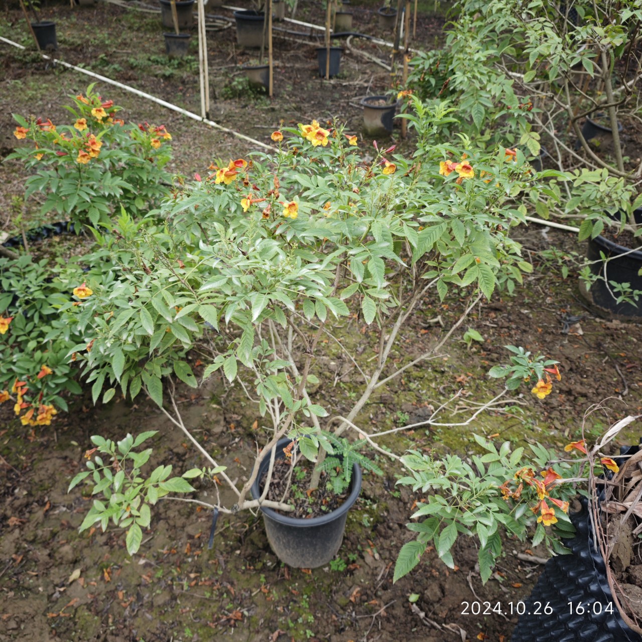 2410B花场直销橙钟花,黄钟花高0.6-1.2米-阿里巴巴