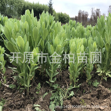 �������l�ˌ����� ����ֲ�� �ۻ����ˌ����챭��ȫ���l؛