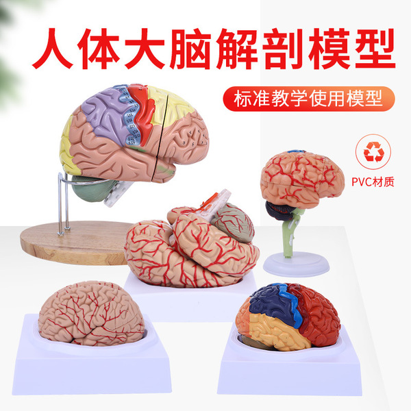 Brain model brain function regional color division model Human brain…