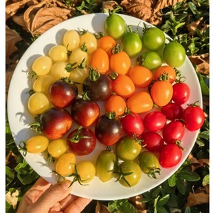 ��ɫ���������Ѹ�ɽ88 �}Ů���ԑ��S�����Բʷ�����ɫС����