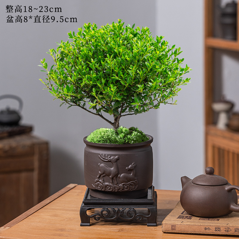 고급 작은잎 피니큘라 + 쌍사슴 보라색 모래 화분 + 수지 사각 트레이 + 비료 [무료 이끼]