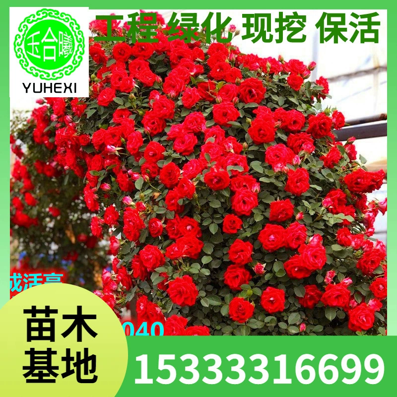 Розовый дракон, песочный камень, стенолазные розы, саженцы роз, арка для двора, виноградная лоза, роза для всех сезонов, очень большая роза, балконное растение