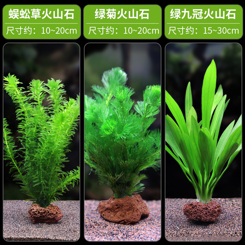 水槽造園パッケージ、水ヤシ、沈木、本物の水、淡水、無土壌植物、酸素化、低パール|undefined