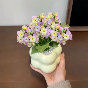 彩虹糖长寿花多肉植物绿植花卉盆栽新手好养懒人办公室内桌面植物-阿里巴巴