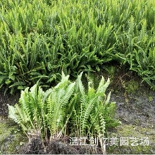 �Iާ��ľֲ��G���Gֲ���l ͥԺ�^�p���Iާ���籭��