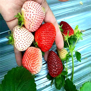 ��ݮ��׼Ӻ� �������ݮѨ�P����� ��ݮ��ժ��Ʒ�N ������ݮ