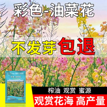 ɫͲ˻N^pͺ׷N⻨ͲѸ߼ȃ|Ͳ˻ե