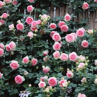 爬藤月季蔷薇藤本月季花苗特大花浓香型庭院四季爬藤植物盆栽阳台