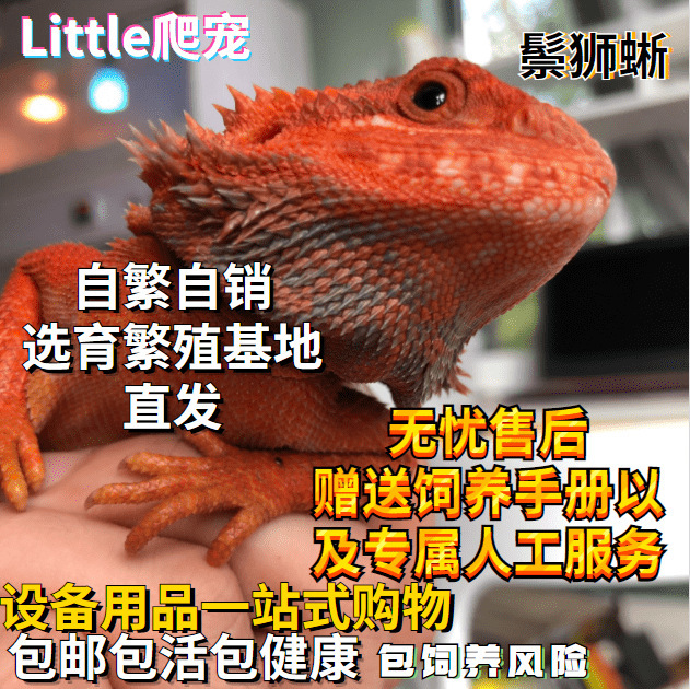 鬃狮蜥蜴活的宠物幼体入门级爬宠异宠温顺不咬人柑橘红系超白zero|undefined