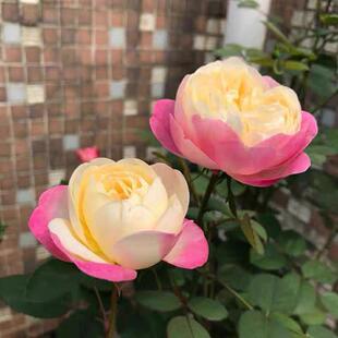 �������  �¼������_���ش󻨝���õ���ļ����Ի���ֲ�����Gֲ