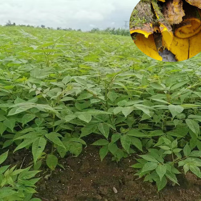 微信图片_20240607195721_副本