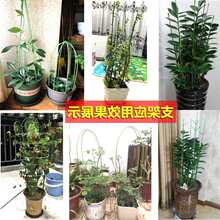 ���X������m��ֲ��֧�ΗU�߲˹Ϲ�ֲ�����ټ�����������֧�ܗU�F
