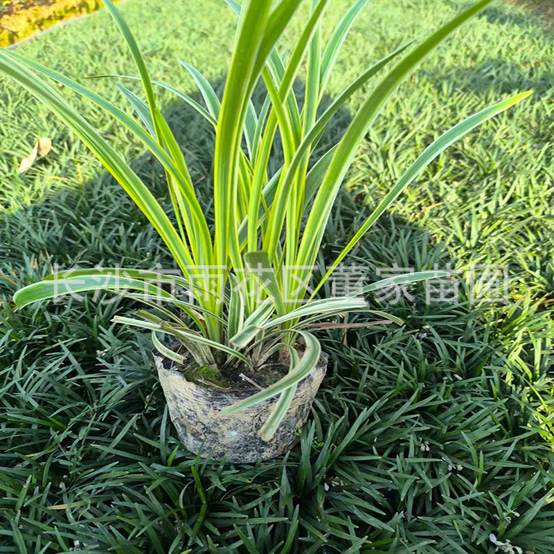 供应金边麦冬杯苗 批发金边麦冬杯苗 金边麦冬杯苗 湖南基地直销