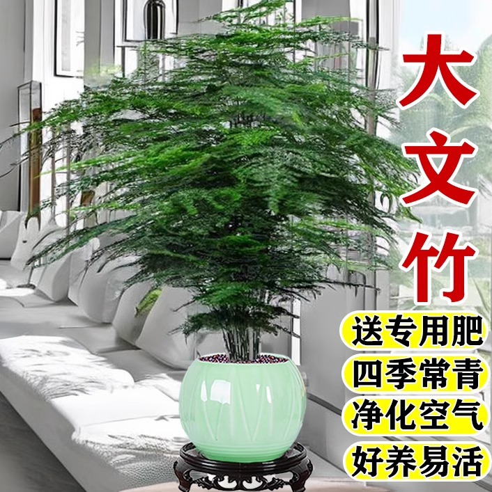ไม้ไผ่กระถางใหญ่ห้องนั่งเล่นในร่มพืชสีเขียวระดับไฮเอนด์พืชไฮโดรโพนิกส์สำนักงานเดสก์ท็อปที่ดีสำหรับการปลูกดอกไม้บอนไซโฟร์ซีซั่น