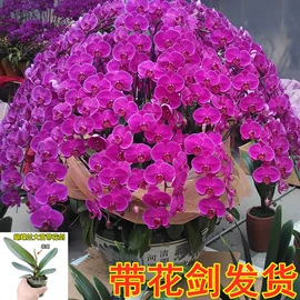 盆栽;种子;花盆容器