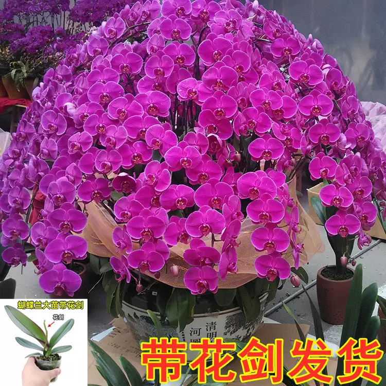 蝴蝶兰花苗带花剑带花苞盆栽兰花大苗客厅室内植物花卉四季好养活