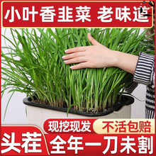 韭菜根苗紫根韭菜根种韭菜苗新鲜现挖大宽叶红根盆栽小叶农家四季