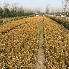 瓜子黄杨苗 小叶黄杨街道工程绿化苗木 根系繁茂状实小叶黄杨苗