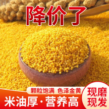 汾都香 山西黄小米 新米五谷杂粮黄小米米脂真空500g