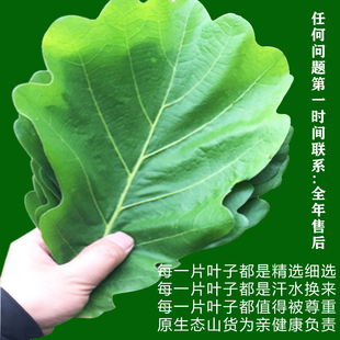 新鲜大粽叶槲叶 伯乐叶柞树叶端午包粽子100片饼现采玻璃叶桲椤叶-阿里巴巴
