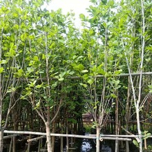 紫玉兰袋苗 玉堂春胸径5-10cm 二乔玉兰多花行道树