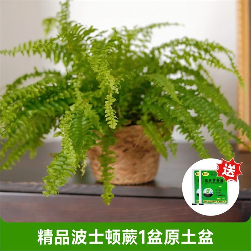 [화분을 가져가는 것이 좋습니다] 고급 보스턴 고사리 1개 화분(오리지널 흙 화분)