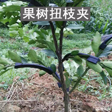 Ť֦�A���䏝֦��֦�l�̶��A�辰�����Ï����ߘ�֦�_����֦������