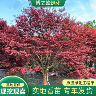 中国红枫树三季红日本红枫红舞姬羽毛枫树苗庭院别墅种植耐寒好养-阿里巴巴