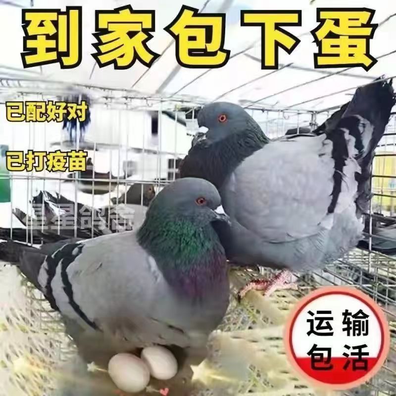 鸽子活物一对肉鸽落地王种鸽下蛋鸽白羽王鸽信鸽青年鸽鸽子活体