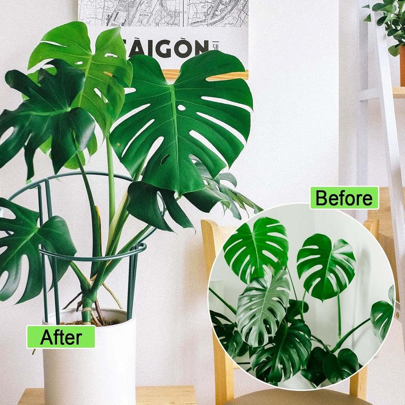 半圆支架植物桩花支撑半圆形金属植物支撑环牡丹笼花园桩支撑架子|undefined