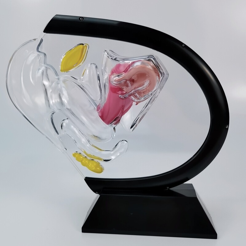 Medical female uterus model gynecology and obstetrics transparent uterus with intestinal demonstration science and education model Medical female uterus model gynecology and obstetrics transparent uterus with intestinal demonstration science and education model