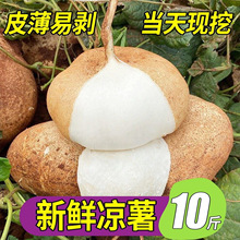广西凉薯10斤大果新鲜脆甜地瓜豆薯农家红薯白地瓜番薯当季水果