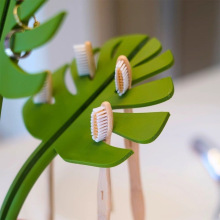 �羳Monstera Coaster Plant�R����������ˢ��ԡ���R�ӻ��������