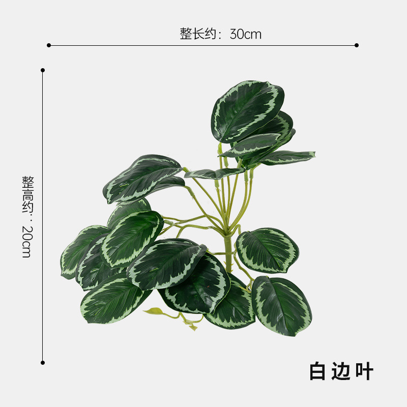 흰색 가장자리 잎