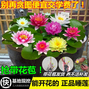 ˯ɏ������Kˮ�B��ˮ��ֲ�������ļ����ܷNֲ˯ɏ����