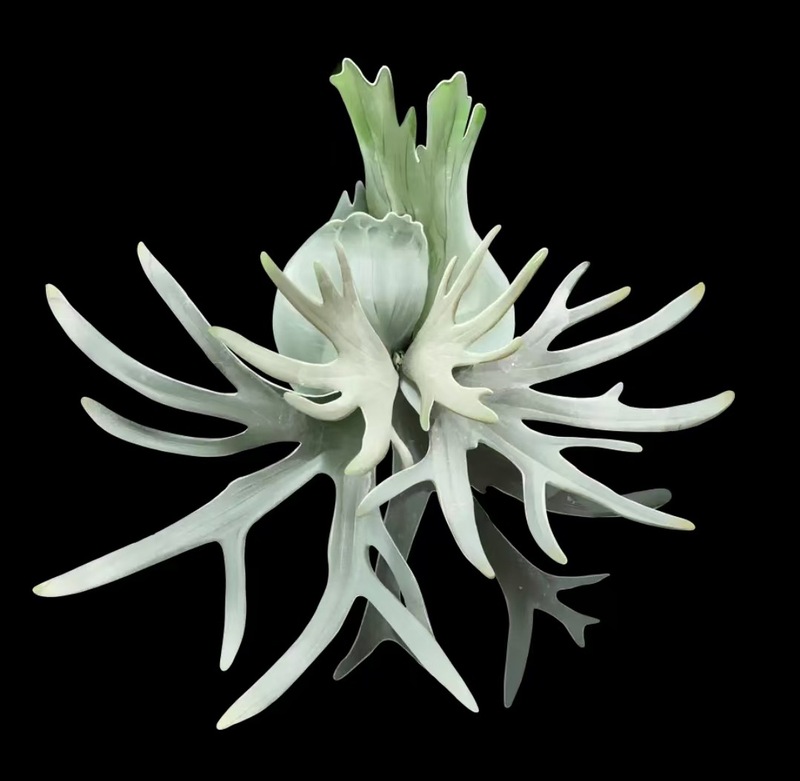植物の魔法】熱帯の珍しい植物のアイデアの緑の植物の冷蔵庫は緑の植物の装飾の植物のシリーズの冷蔵庫を貼って貼ります。|undefined