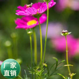 批发波斯菊种子  扫竹梅 八瓣梅  格桑花种子  多季播种草花宿根